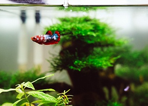 Стекло для аквариума