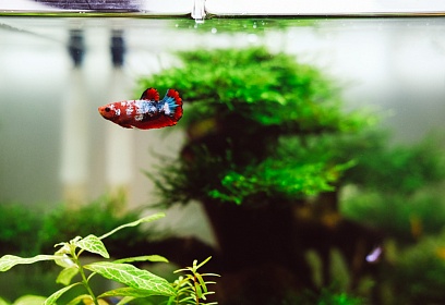 Стекло для аквариума